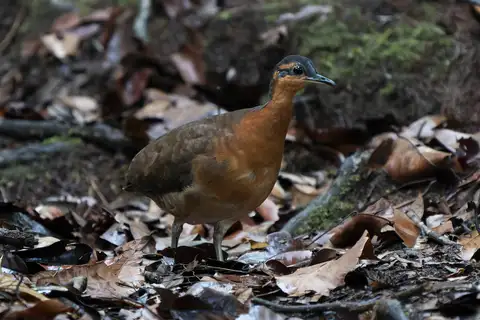 Slaty-masked Tinamou