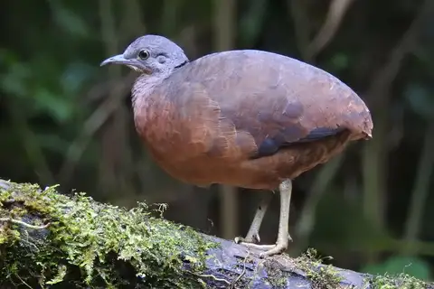 Little Tinamou