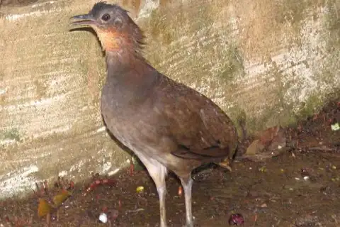 Brazilian Tinamou