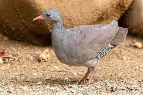 Tataupa Tinamou