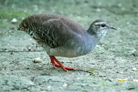 Pale-browed Tinamou