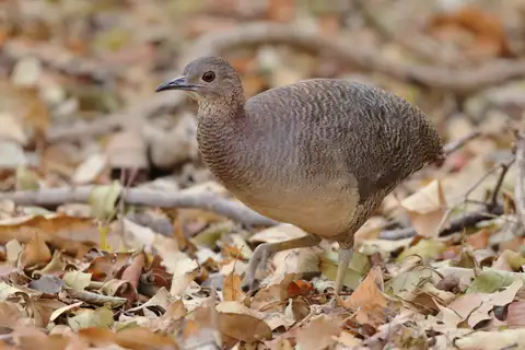Undulated Tinamou