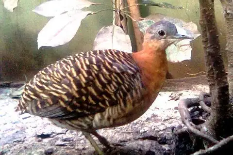 Variegated Tinamou