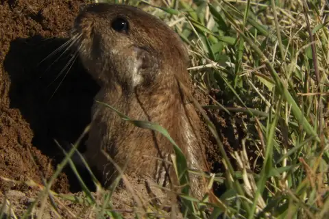 Argentine Tuco-tuco