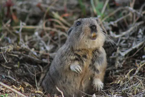 Magellanic Tuco-tuco