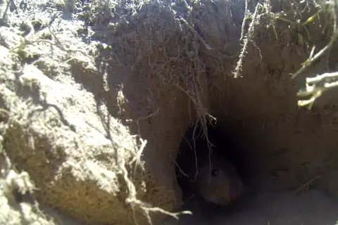 Río Negro Tuco-tuco