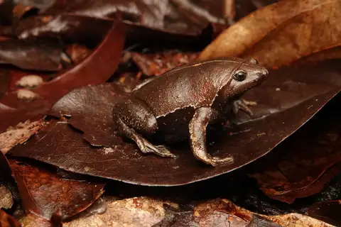 Brown Egg Frog