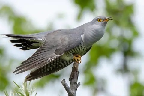 Common Cuckoo