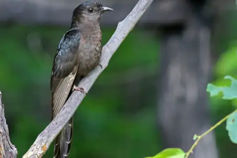 Black Cuckoo