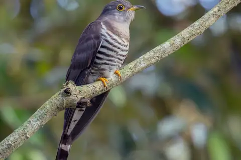 Indian Cuckoo
