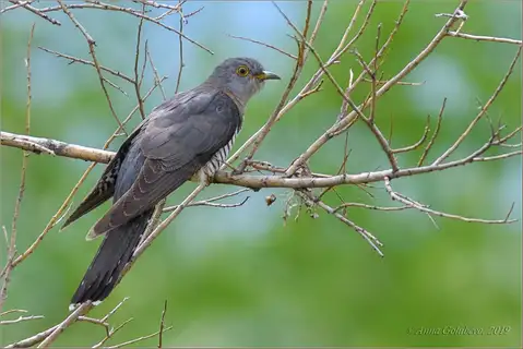 Oriental Cuckoo