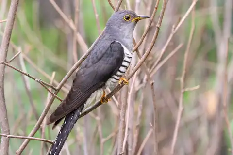Lesser Cuckoo