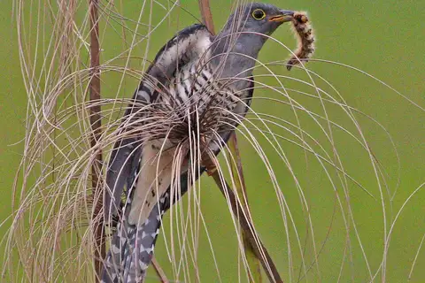 Madagascar Cuckoo
