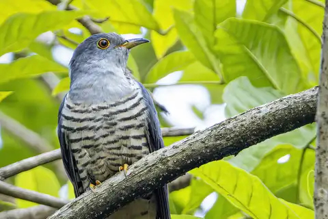 Himalayan Cuckoo