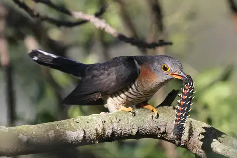 Red-chested Cuckoo