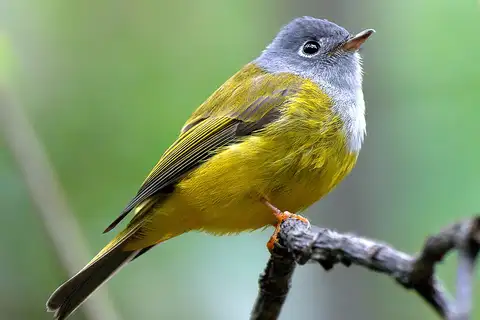 Grey-headed Canary-flycatcher