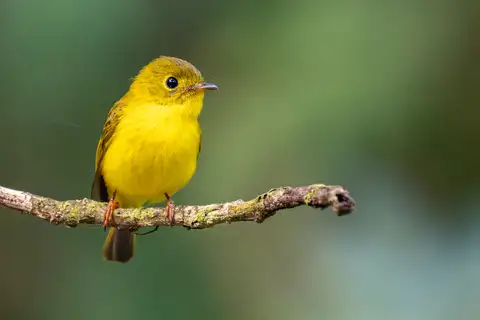 Citrine Canary-flycatcher
