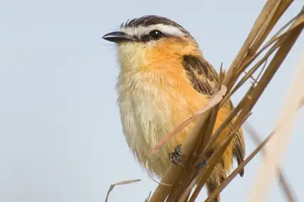 Sharp-tailed Grass Tyrant