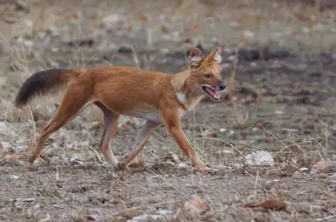 Dhole
