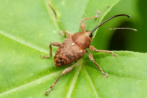 acorn weevil