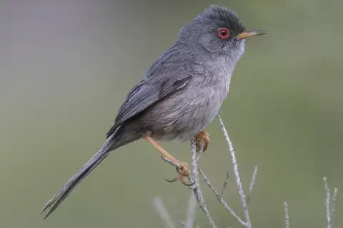 Balearic Warbler