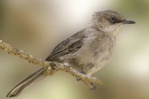 Yemen Warbler