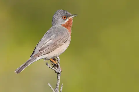 Eastern Subalpine Warbler
