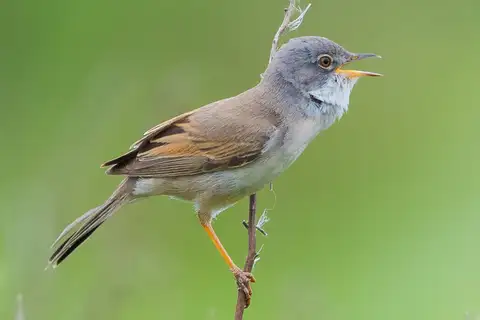 Common Whitethroat