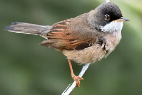 Spectacled Warbler