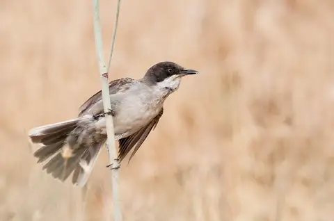 Eastern Orphean Warbler