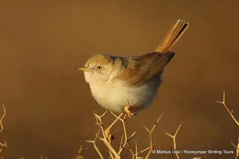 African Desert Warbler