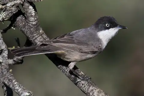 Western Orphean Warbler
