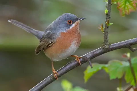 Western Subalpine Warbler