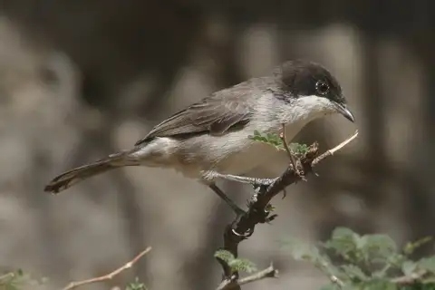 Arabian Warbler