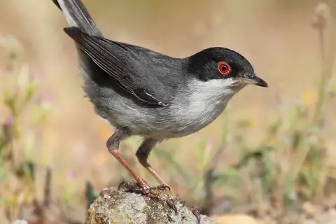 Sardinian Warbler