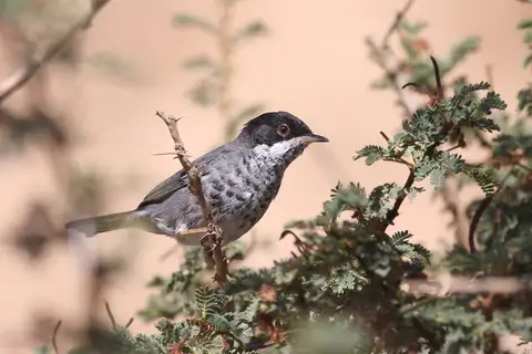 Cyprus Warbler