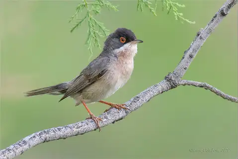 Menetries's Warbler