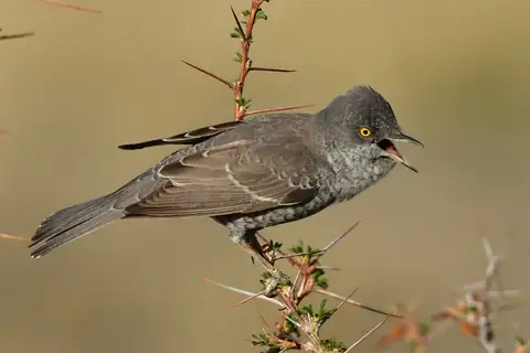 Barred Warbler