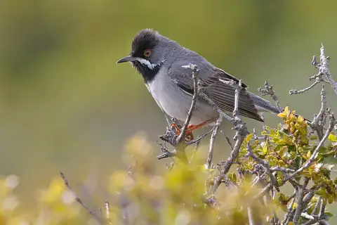 Rüppell's Warbler