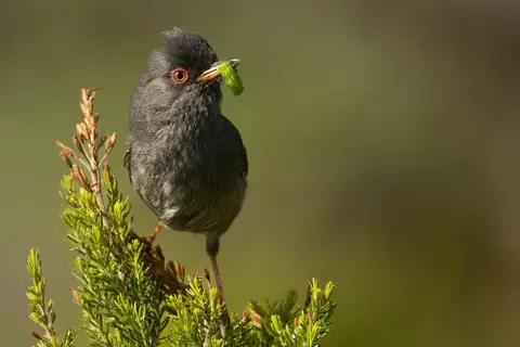 Marmora's Warbler
