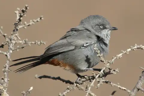 Chestnut-vented Warbler