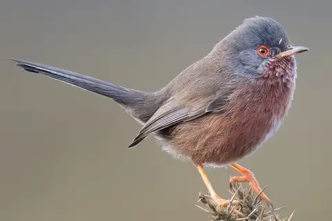 Dartford Warbler