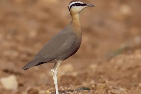 Indian Courser