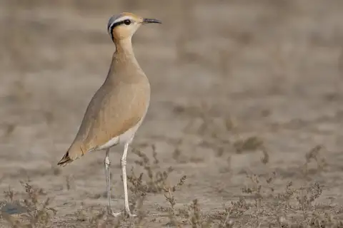 Cream-colored Courser