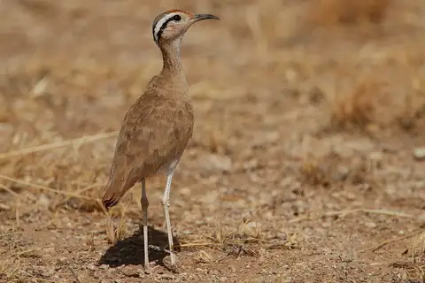 Somali Courser