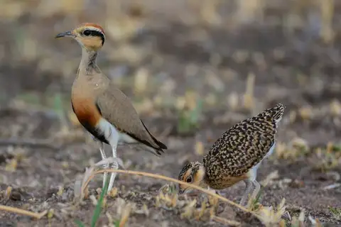 Temminck's Courser