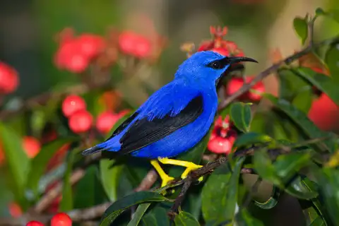 Purple Honeycreeper