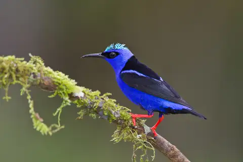 Red-legged Honeycreeper