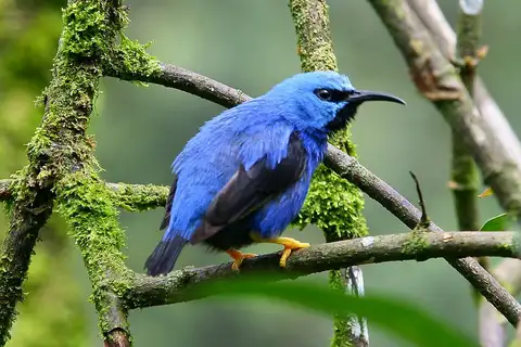 Shining Honeycreeper