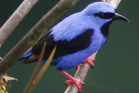 Short-billed Honeycreeper